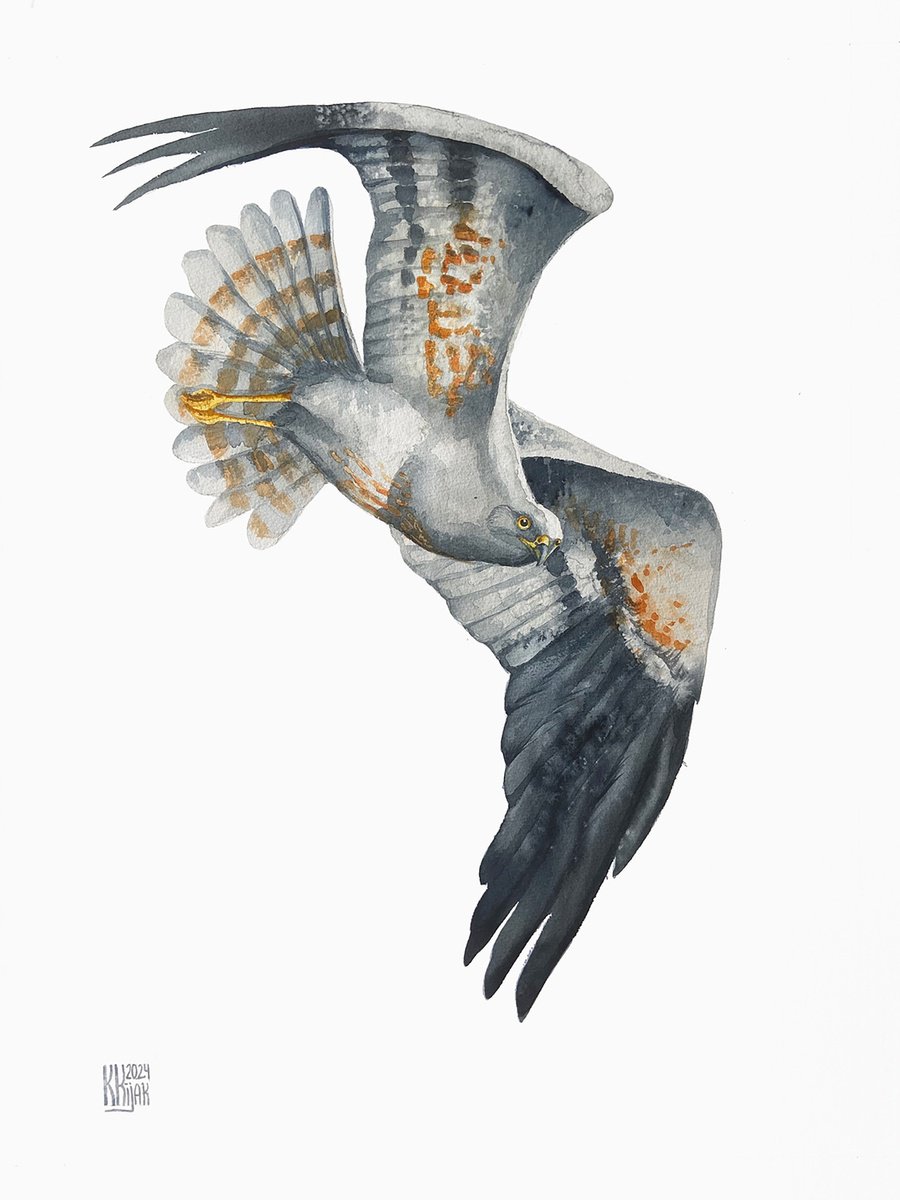 Animal Watercolour By Karolina Kijak, 22 X 30", Montagu