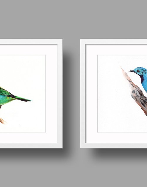 Birds Collection VIII by Daria Maier