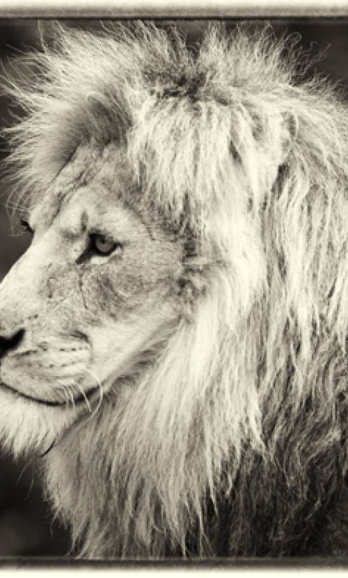 The lion (Panthera leo) by Stephen Hodgetts Photography