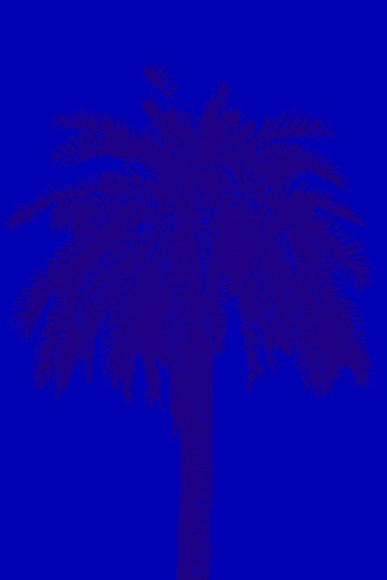 Palm tree_2