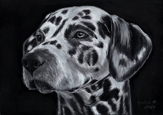 Dalmatian