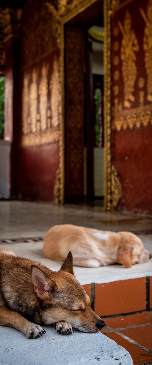Temple Dogs of Laos No.2 by Serge Horta