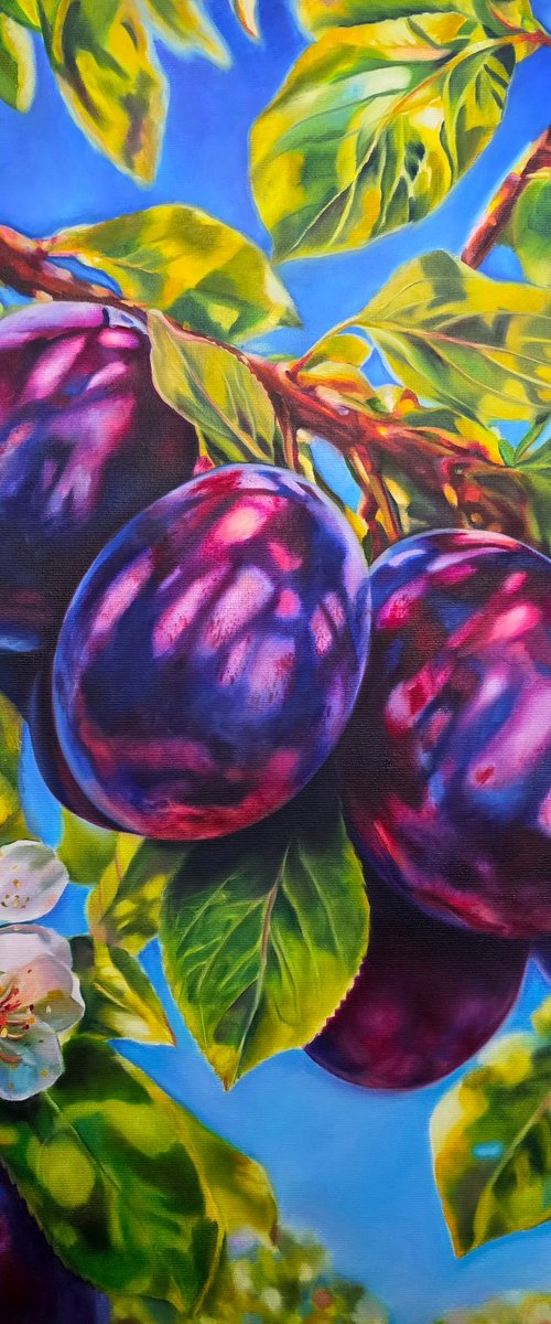Plum in the sunlight by Szilvia Németh