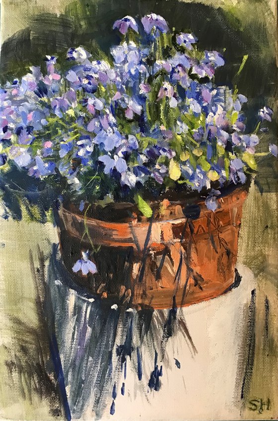 Lobelia