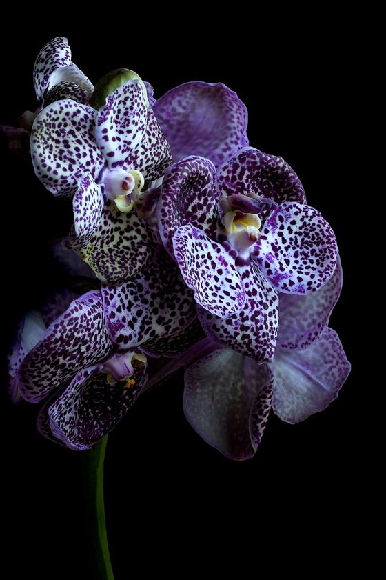 Midnight Black Vanda Orchids
