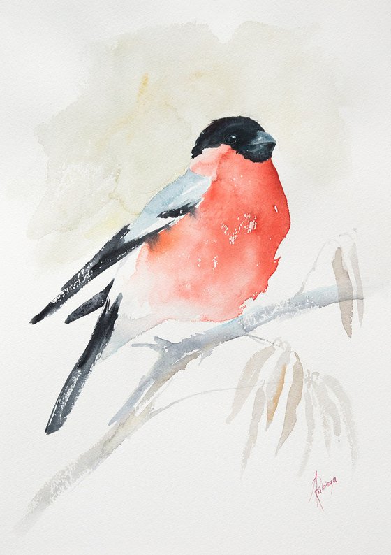 Bullfinch