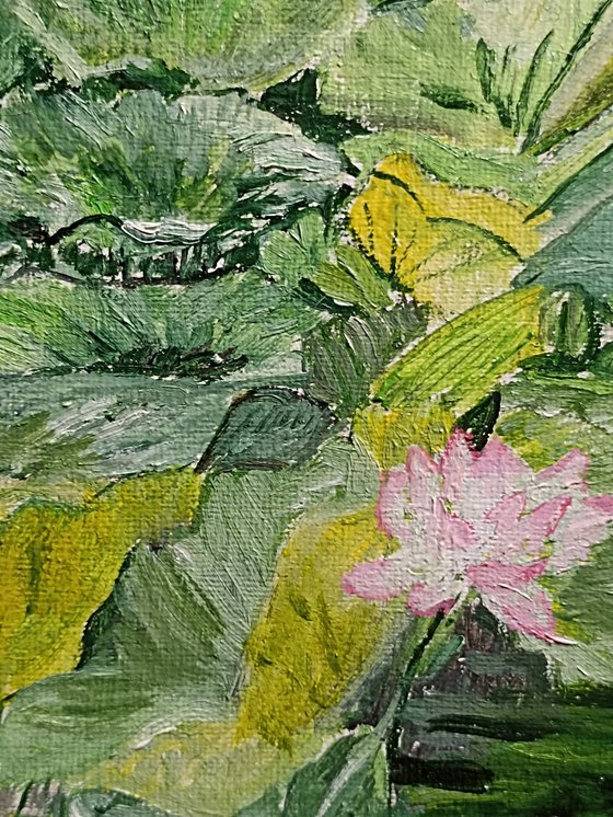 Garden nymphéas lotus