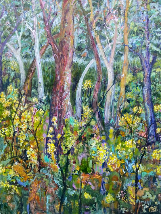 EUCALYPTS AND WATTLE