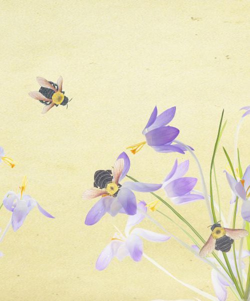 Crocuses and bumblebees by Fionna Bottema