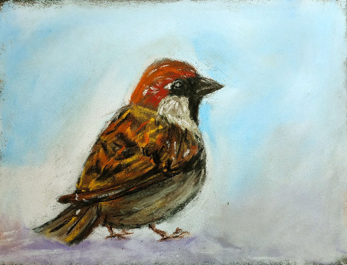 House Sparrow by Richard Eijkenbroek