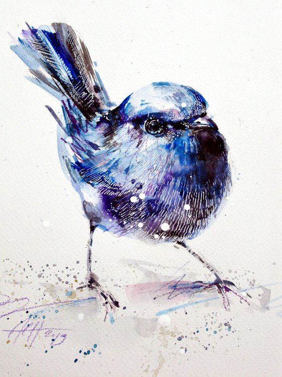 fairy wren illustration