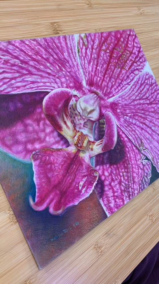 Purple Orchid