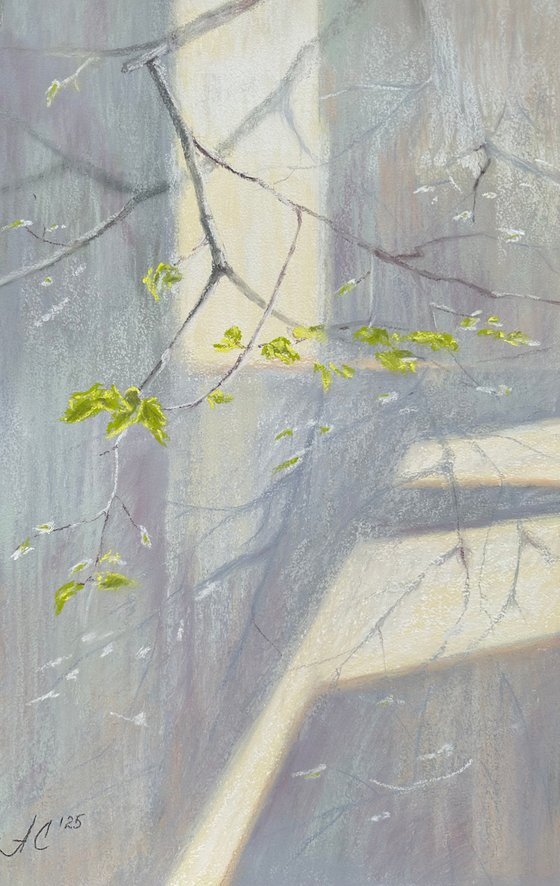 Linden. Overwintered