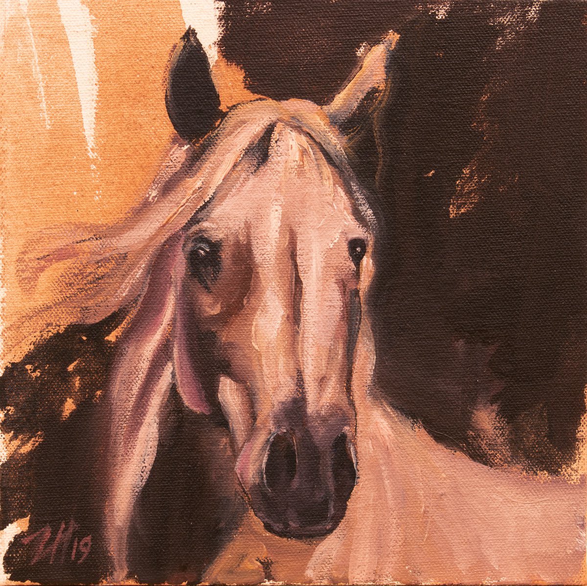Equine Head Arab White (study 3) by Zil Hoque