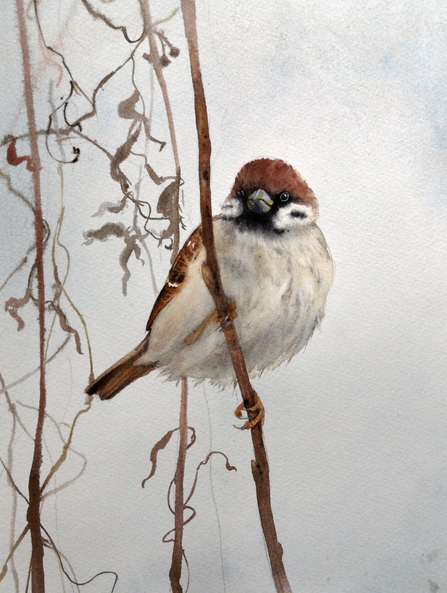 Cheeky Sparrow - Bird Watercolor by Olga Beliaeva Watercolour