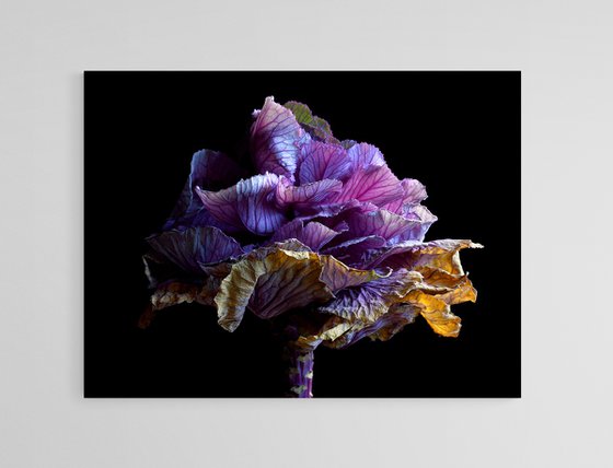 Kale in Decay