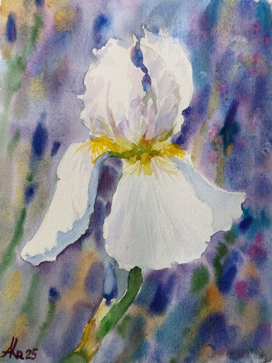 White iris