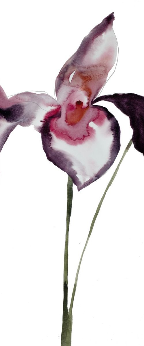 Iris No. 47 by Elizabeth Becker