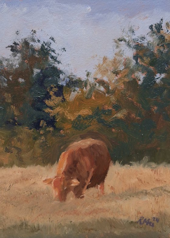 Cow Grazing In Meadow