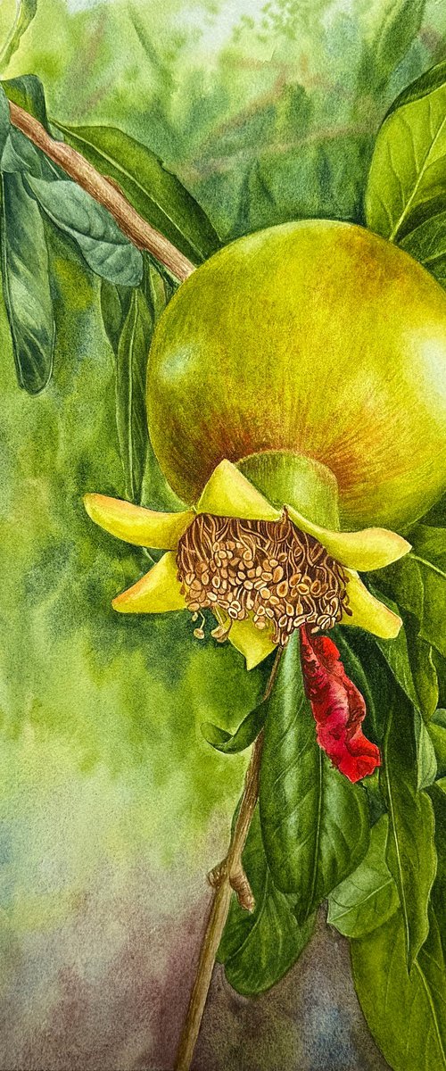 Pomegranate Painting by Yuliia Prokopchuk
