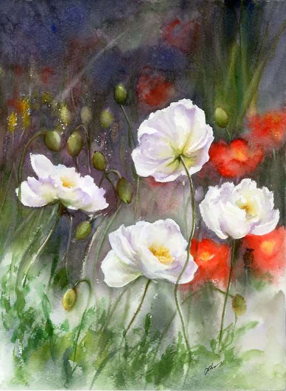 White poppies