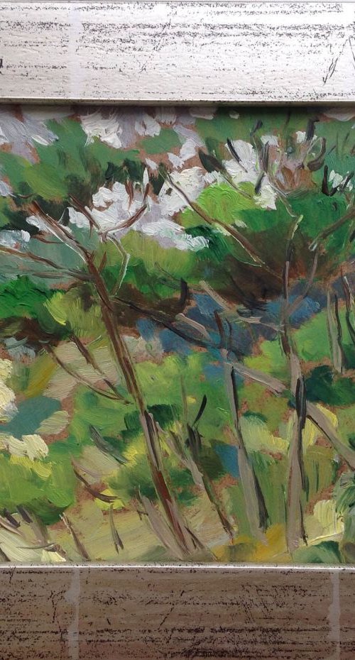 Trees. Autumn etude from Spain by Nataliia Nosyk
