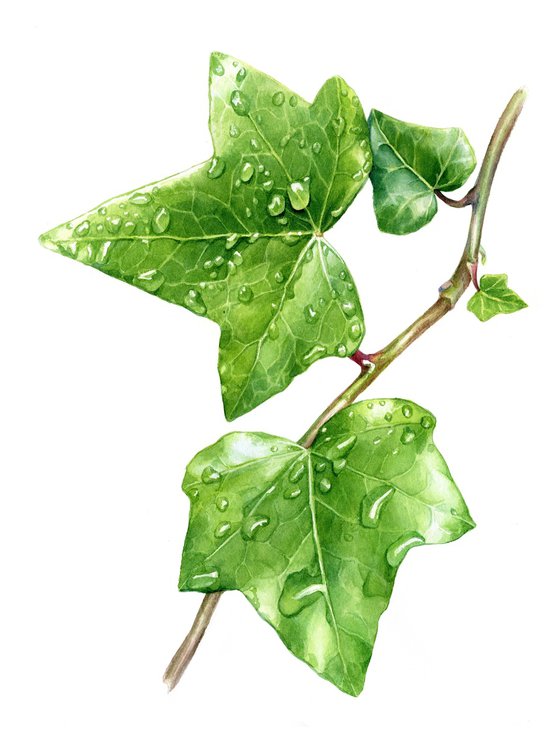 Green ivy leaves with dew drops.
