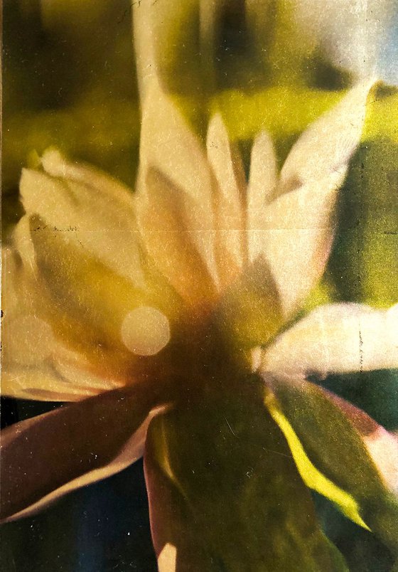 waterlilies ix