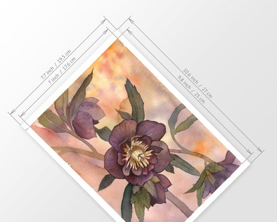 Hellebore