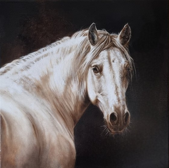 Horse portrait in monochrome