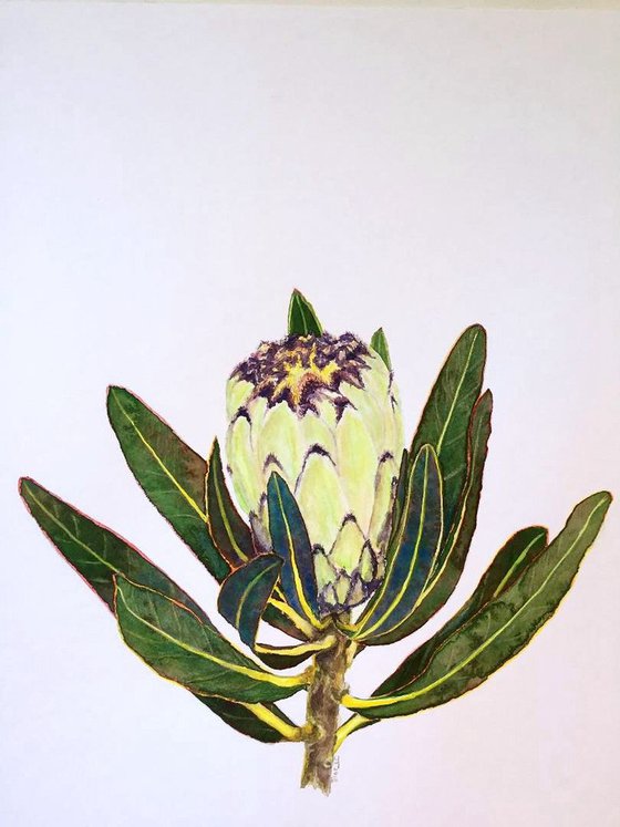 Protea neriifolia cream Mink