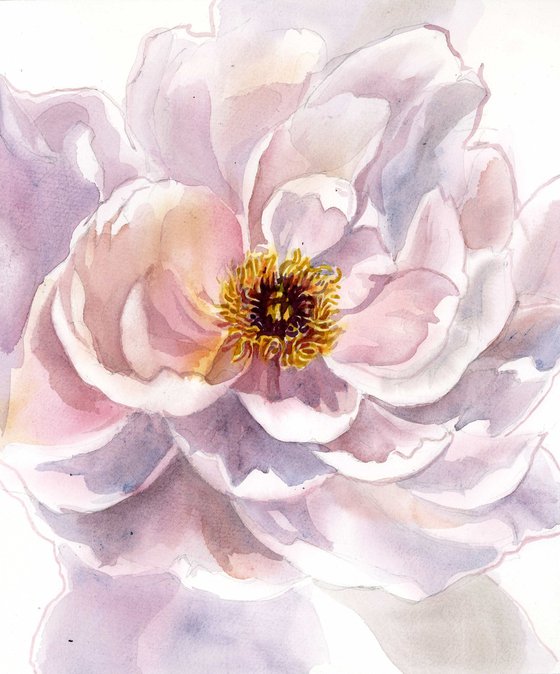 soft pink peony watercolor