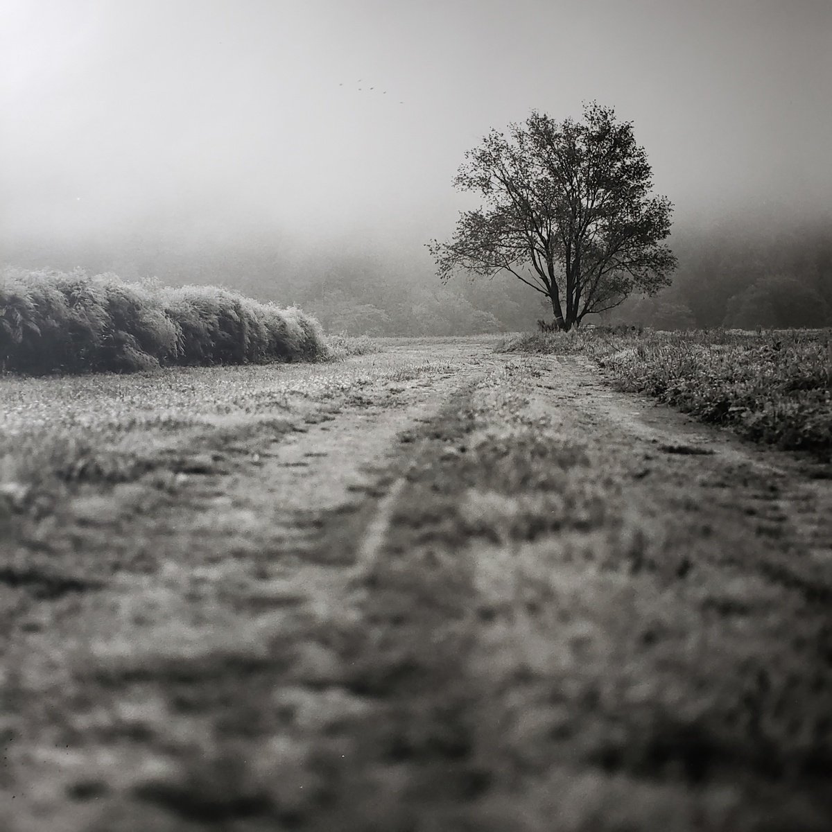 Farm Road; Lucky Dog by Shelton Walsmith
