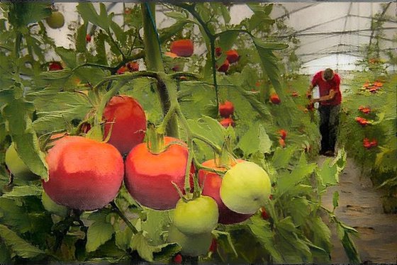 Les tomates du Village Potager N2