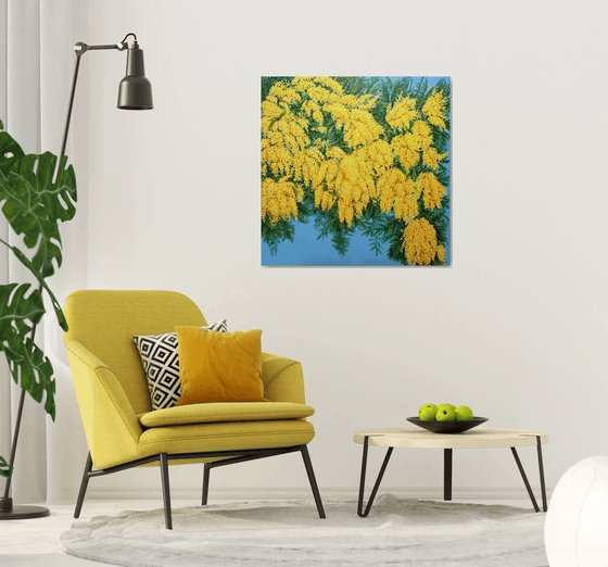 Mimosas in Bloom