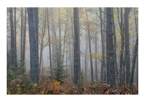 West Woods I by David Baker