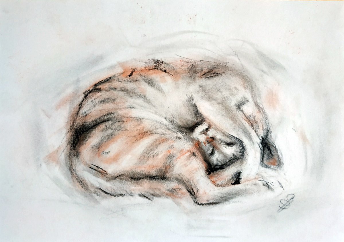 Expressive Animal Charcoal Drawing By Sbboursot, 12 X 8", Curled Cat, Original Artwork