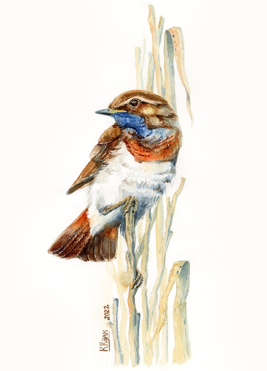Bluethroat bird watercolor by Karolina Kijak