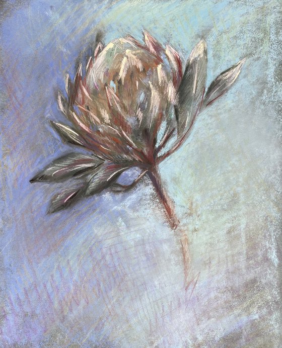 Flor de Protea