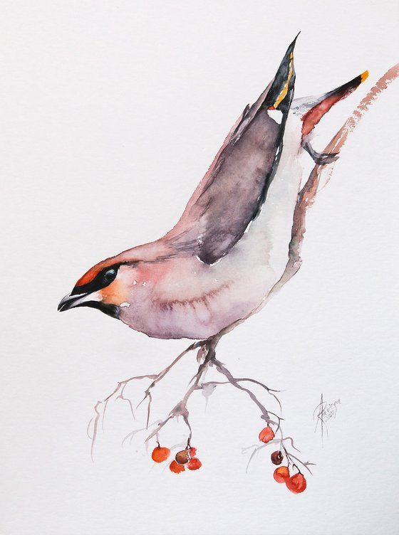 Bohemian waxwing