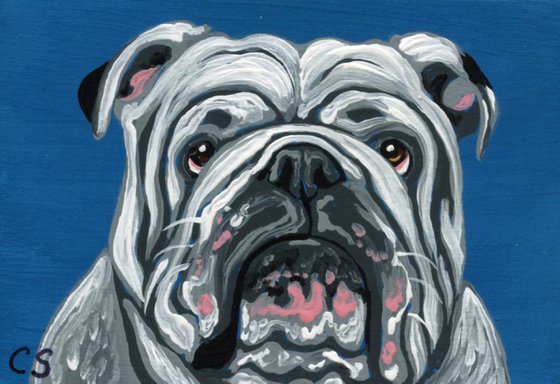 ACEO ATC Original Miniature Painting White English Bulldog Pet Dog Art-Carla Smale