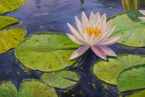 Water Lilies