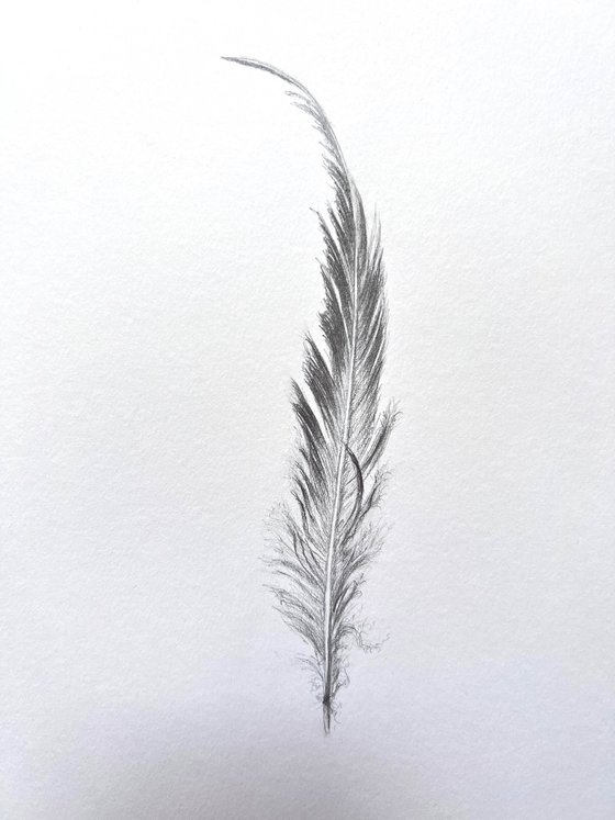 Elegant feather