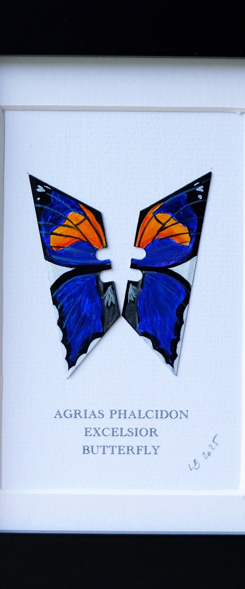Agrias Phalcidon Excelsior butterfly by Lene Bladbjerg