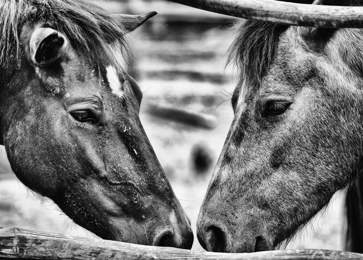 Photorealistic Animal Photograph By Marc Ehrenbold, 40 X 30", Equine Janus, Original Artwork