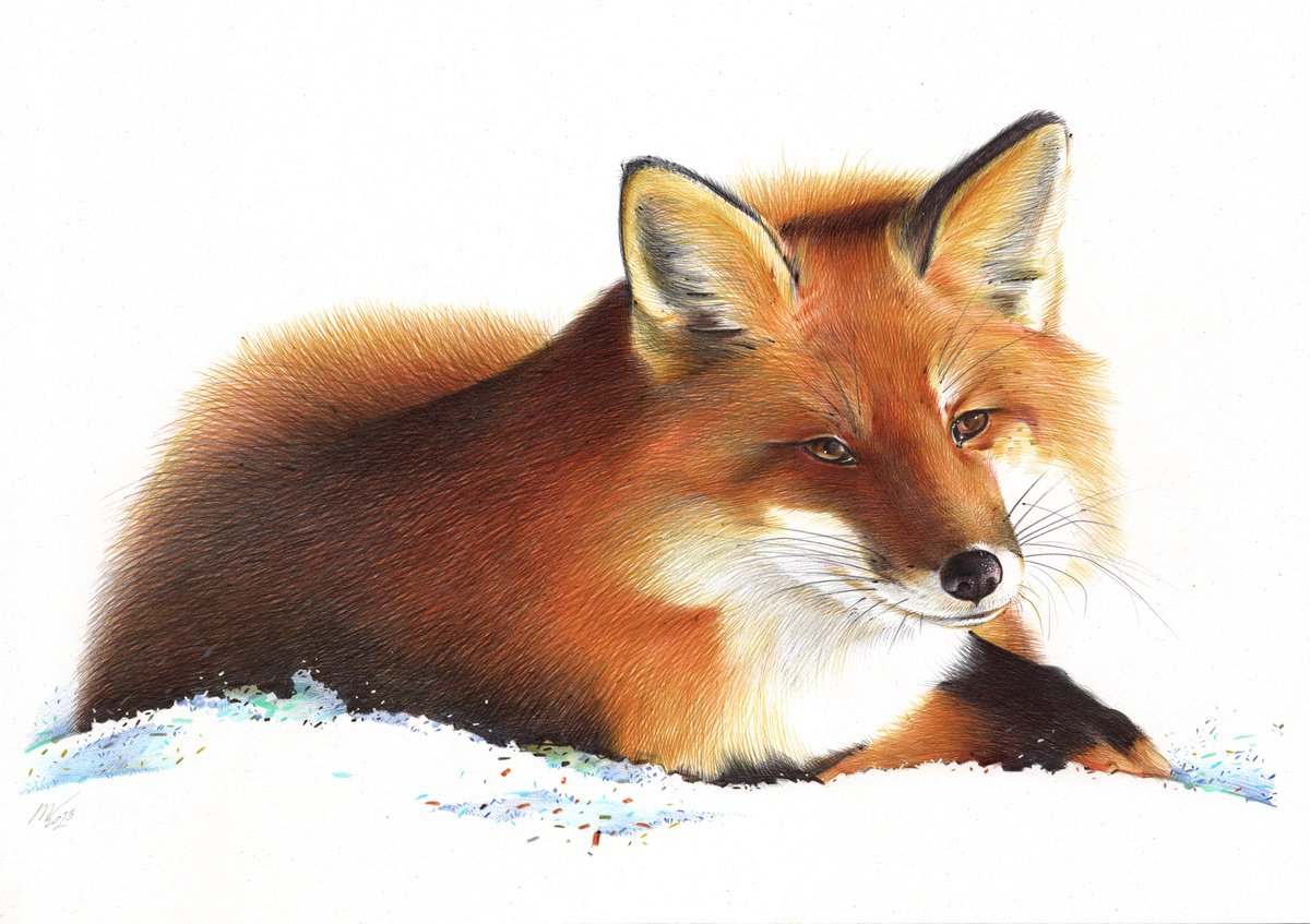 Photorealistic Animal Drawing By Daria Maier, 13 X 9, Red Fox, Original Artwork