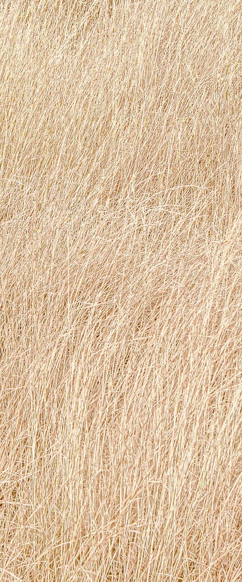 Dry grass by Lidiya Dmitrieva