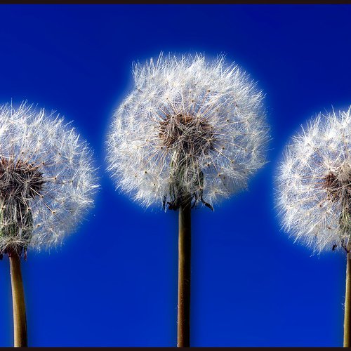 Seed Heads by Martin  Fry