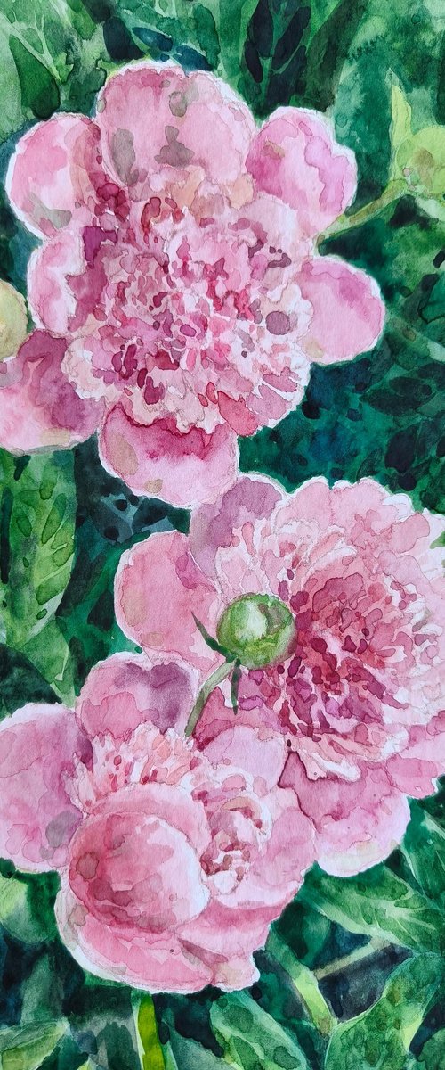 Peonies by Olga Goryunova