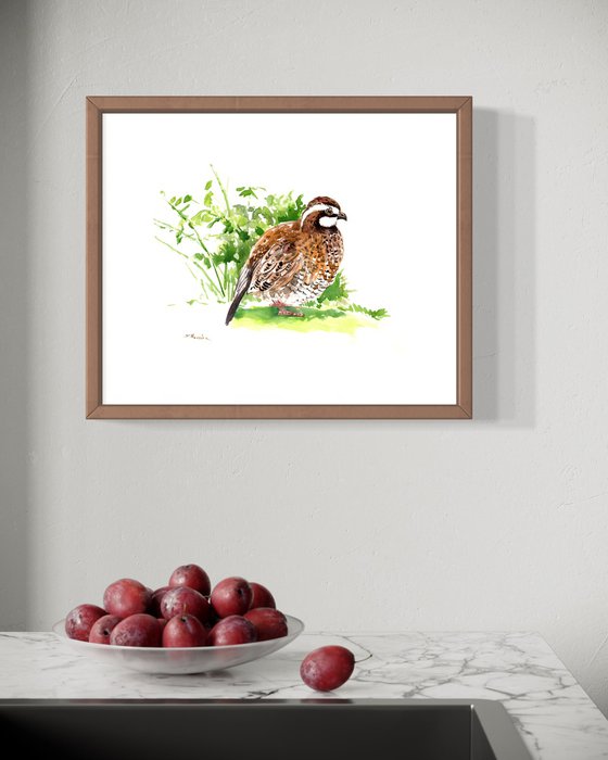 Bobwhite Quail